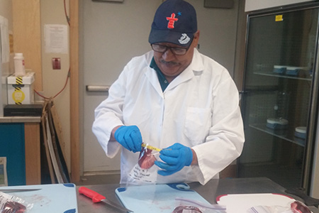 Joel Mike (NRI) prepares walrus tongue samples for analysis