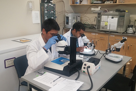 Daniel Taukie (NTI) and Jamal Shirley (NRI) examine digested walrus tongue samples to identify trichinella larvae